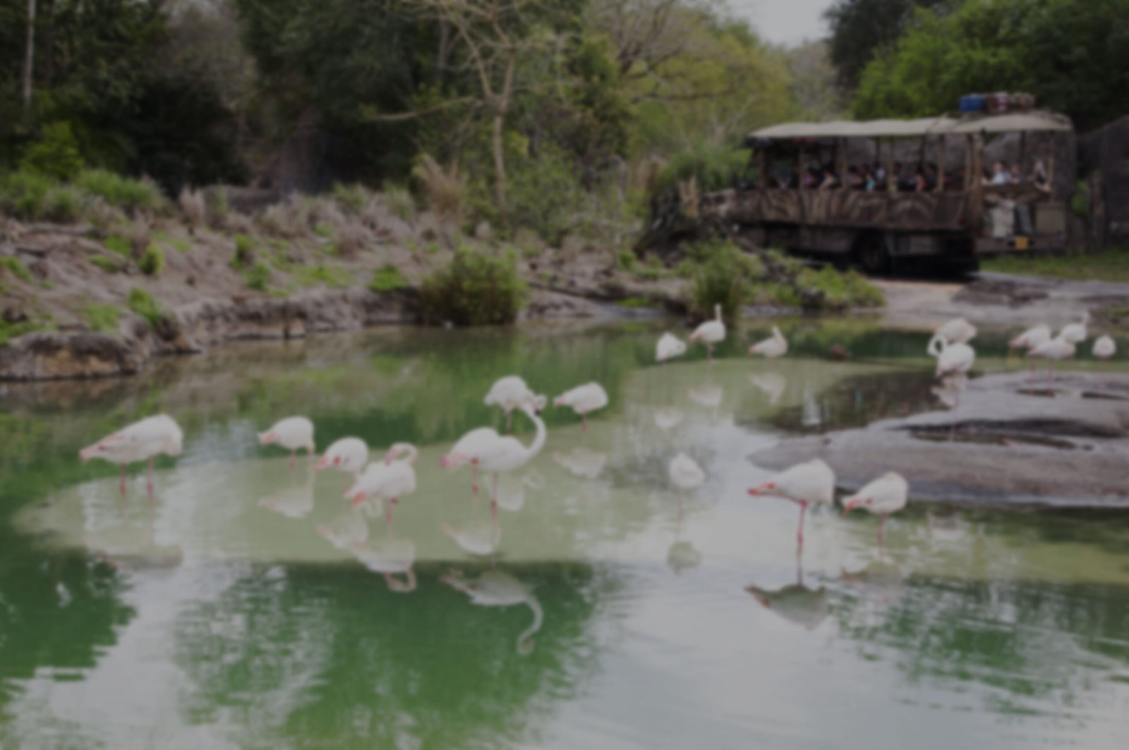 16-USA-FLORIDA-KISSIMMEE-FlamingosDisneyWilderness-min