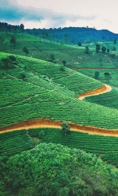 Sri Lanka Tea plantations, unspoilt beaches and unforgettable safaris